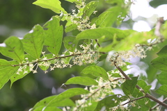 Glochidion hohenackeri var. johnstonei